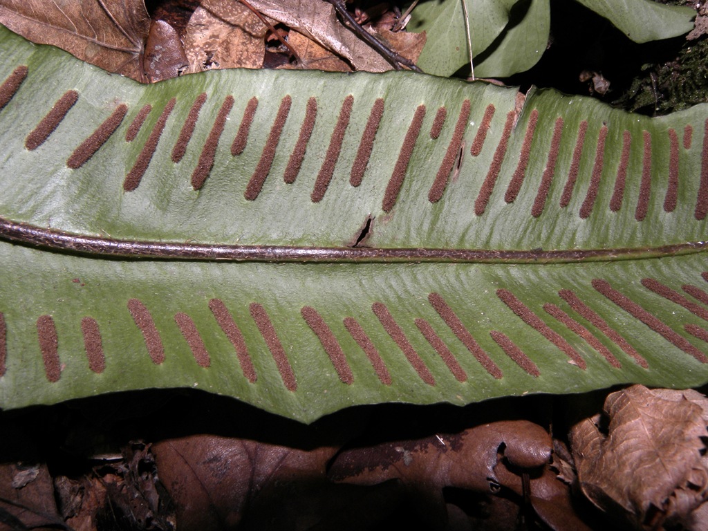 Asplenium scolopendrium